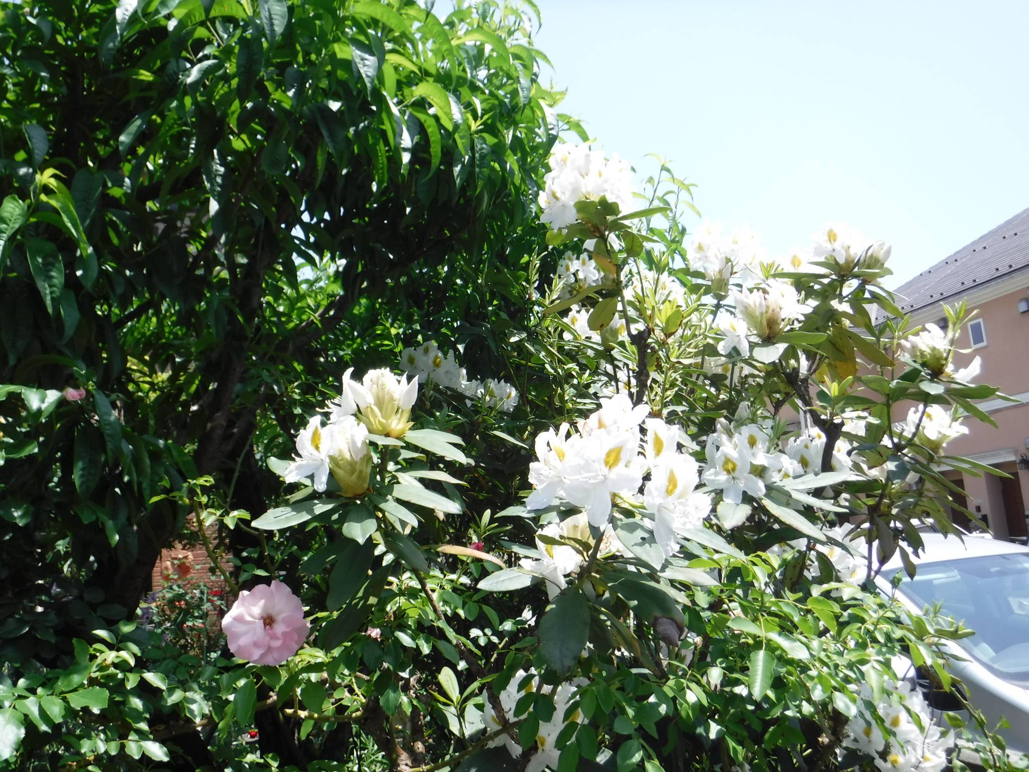 DSCF6683〇白　シャクナゲ.jpg